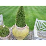 Two red earthenware garden urns, planted with topiary box, urns 71cm and 40cm high