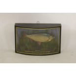 A taxidermy of a stuffed roach set in a bow fronted case, inscribed Roach, taken by J Fletcher at