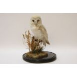 A cased Taxidermy of an owl, under glass dome, 42cm high
