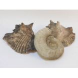 A collection of seashells and geological rock samples, fossils to include an ammonite, approximately