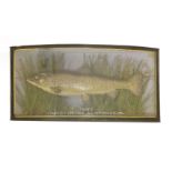 A taxidermy brown trout,by Cooper Brothers, mounted in a bow-fronted case, inscribed 'Trout caught