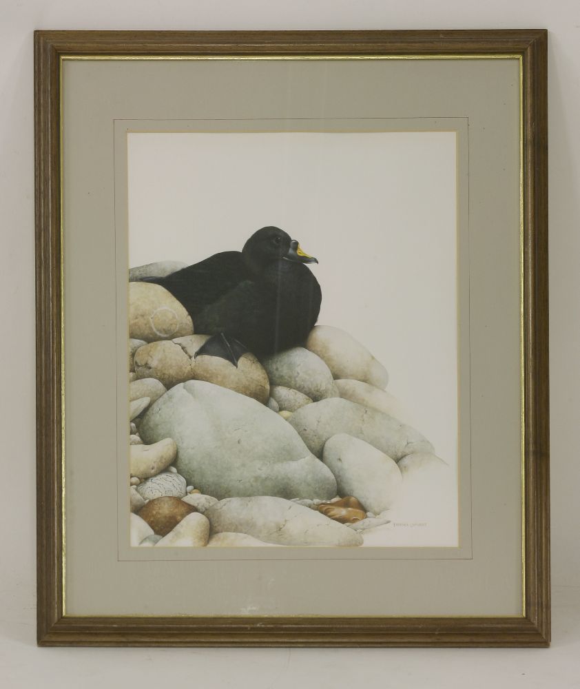 *Terence Lambert (b.1951)A SCOTER SEATED ON ROCKSSigned l.r., watercolour and gouache43 x 36cm* - Bild 2 aus 4
