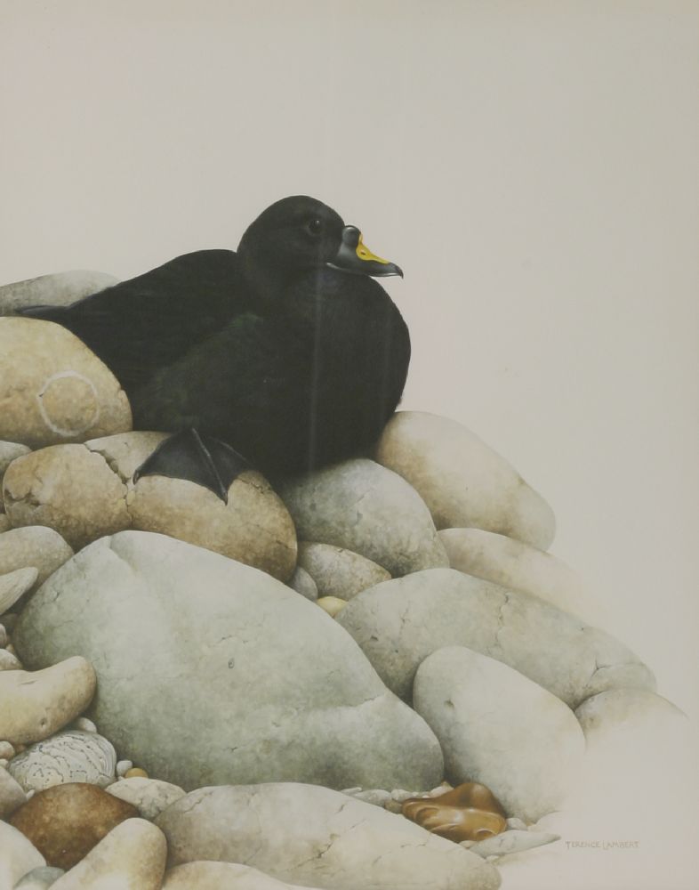 *Terence Lambert (b.1951)A SCOTER SEATED ON ROCKSSigned l.r., watercolour and gouache43 x 36cm*