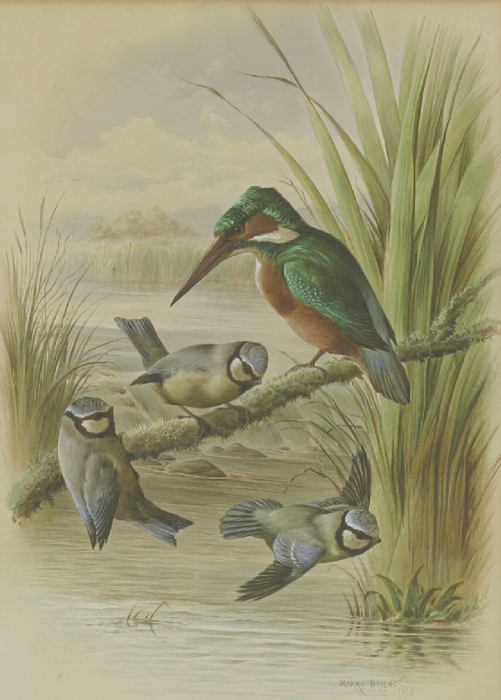 Harry Bright (1846-1895)A KINGFISHER AND THREE BLUE TITSSigned and dated 1892 l.r., watercolour