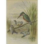 Harry Bright (1846-1895)A KINGFISHER AND THREE BLUE TITSSigned and dated 1892 l.r., watercolour