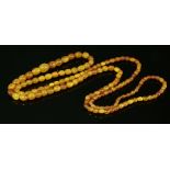 A single row graduated amber bead necklace,with olive and barrel-shaped beads in butterscotch and