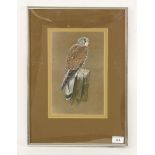 Chris OrgillKESTREL signed and dated '77, gouache27 x 17.5cm