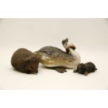 Karen Fawcett, a crested Grebe, dated 2006, hedgehogs and a mole, Grebe 26cm