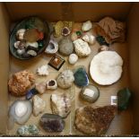 A collection of geological items and fossils