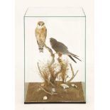 Taxidermy: a pair of red-footed falcons,by Ron Hussey, an exquisite pair of birds, mounted perched
