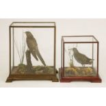 Taxidermy: a water rail,a fine mounted taxidermy specimen in an all-glass case with hardwood trim,