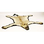 A lioness taxidermy rug,early 20th century, with full head and snarling open mouth, retaining