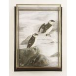 Taxidermy: little Auks,by AJ Armistead, two fine taxidermy specimens mounted in wall hanging picture