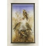 Taxidermy: hawfinch and crossbills,by Topp of Reading, mounted in a glass-fronted box case with moss
