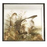 Taxidermy: common buzzards,by Hine of Southport, two fine buzzards, one mounted with wings
