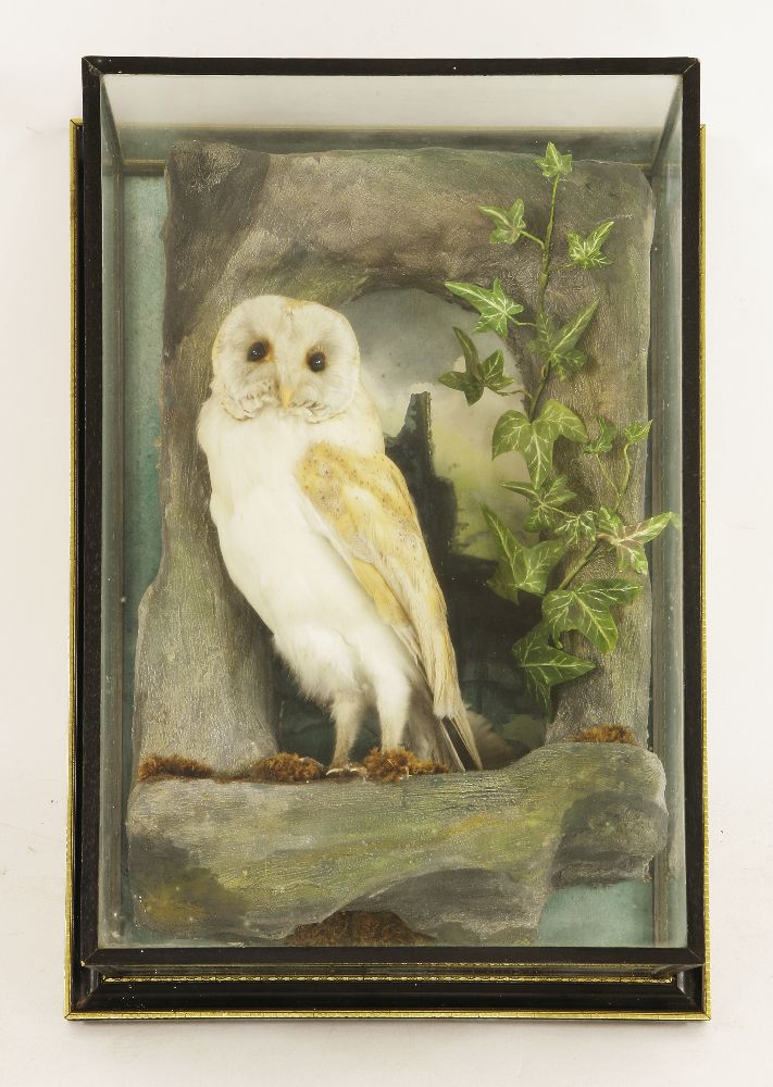 Taxidermy: a barn owl,mounted in a naturalistic scene with faux rockwork and ivy, a wall hanging