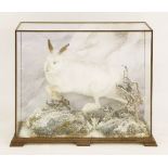 Taxidermy: a mountain hare,by A J Armitstead, a fine mounted taxidermy specimen in a snow scene