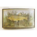 Taxidermy: a stuffed tench,in a bow front case with naturalistic setting, with two paper labels, '