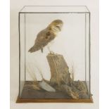 Taxidermy: an African barn owl,by K I McDonald, a fine specimen, mounted perched on natural wood
