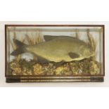 Taxidermy: bream,by Thomas Salkeld, mounted in a wall hanging picture frame case amongst rockwork