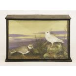 Taxidermy: ringed plovers (one albino),by William Farren of Cambridge, mounted on a faux rock in a