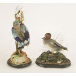 Taxidermy: teal,teal in an oval glass dome with faux rock and grasses 30cm wide16cm deep35cm high,