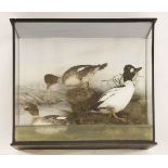 Taxidermy: goldeneye ducks,by Hine of Southport, fine taxidermy specimens in a swimming scene with
