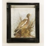 Taxidermy: an abberation wood pigeon,by George Bazeley of Northampton, in a wall hanging picture