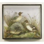 Taxidermy: teal and goldeneye ducks,by Hutchinson of Derby, three fine ducks, two teal and one