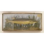 Taxidermy: a stuffed pike, in a bow front case with a naturalistic setting, with paper a label '