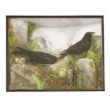 Taxidermy: a pair of ravens,by A J Armitstead, a fine nest scene with four replica eggs, faux rock