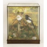 Taxidermy: magpies (one aberration),by Barry Williams, two magpies, one a brown aberration,