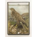 Taxidermy: a common buzzard with prey,by Thomas Salkeld, mounted in a wall hanging case with painted