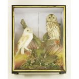 Taxidermy: a barn owl and a tawny owl,by Hutchings of Aberystwyth, a classic Hutchings case with