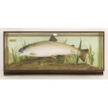 Taxidermy: trout,by K I McDonald, mounted in a wall hanging picture frame case with faux rock and