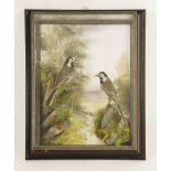 Taxidermy: a pair of pied wagtails,by A J Armitstead, mounted in a wall hanging picture frame