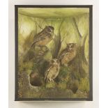 Taxidermy: Sundas scops owls,by A J Armitstead, three birds mounted in an attractive bow back case