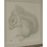 C M S (20th Century) - A squirrel eating nuts, pencil drawing signed with initials and dated 2004,