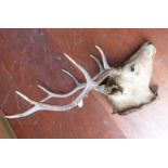 8 POINT STAGS HEAD