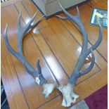 PAIR OF STAG HORNS