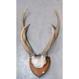 PAIR OF STAG HORNS ON OAK SHIELD