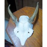 PAIR OF DEER HORNS ON SKULL