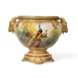 A Royal Worcester Porcelain Jardinière, 1911, painted by A Shuck with peacocks and hens perched in