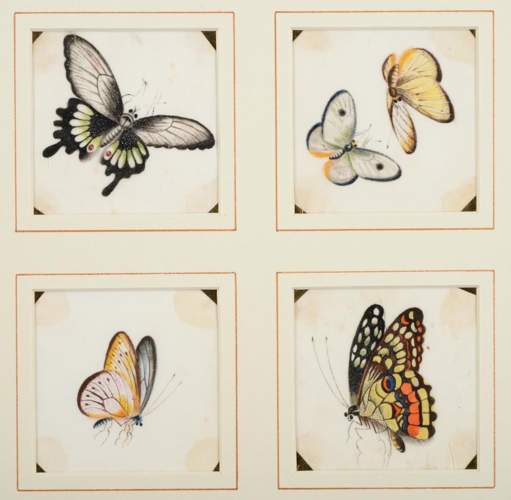 A Set of Sixteen Chinese Pith Paintings, 19th century, as studies of butterflies and other