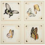 A Set of Sixteen Chinese Pith Paintings, 19th century, as studies of butterflies and other