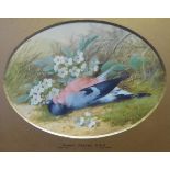 Attributed to Myles Birket Foster RWS (1812-1899) Still life of a chaffinch with blossom Initialled,