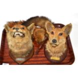 Two fox masks with brushes, labelled to the plaque reverses