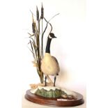 Border Fine Arts 'Canada Goose', model No. L47 by Frank Falco, limited edition 151/750, signed to
