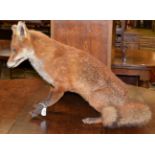 Taxidermy fox