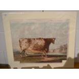 The Airedale Heifer, [c.1810], hand-coloured aquatint by R.G. Reeve, 465 by 630mm, mounted